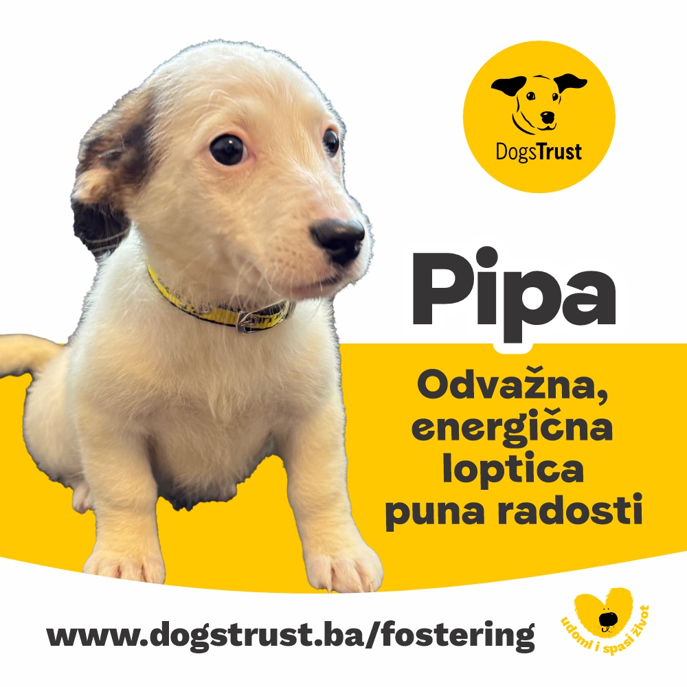 Pipa