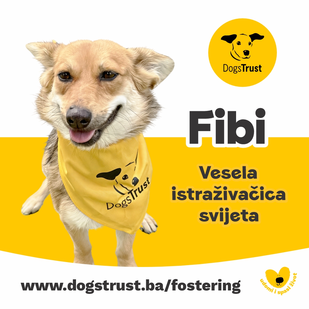 Fibi