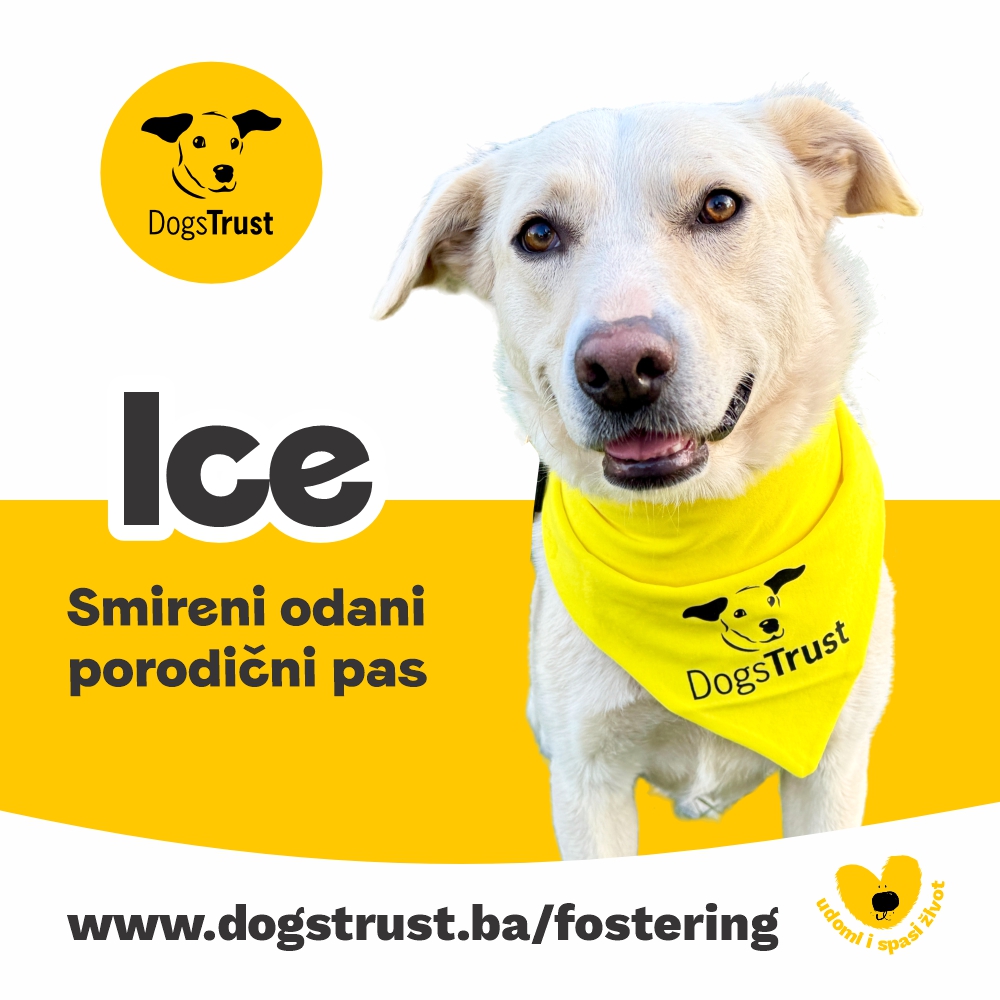 Ice