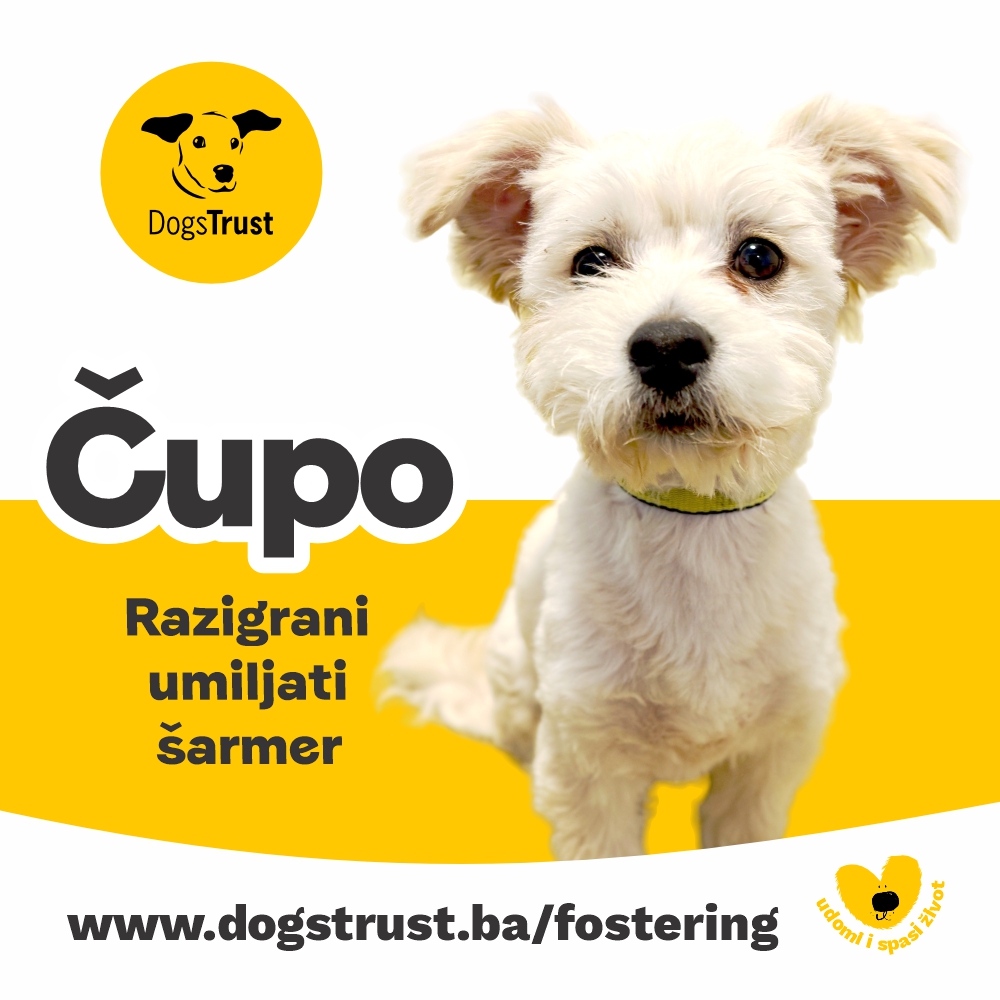 Cupo