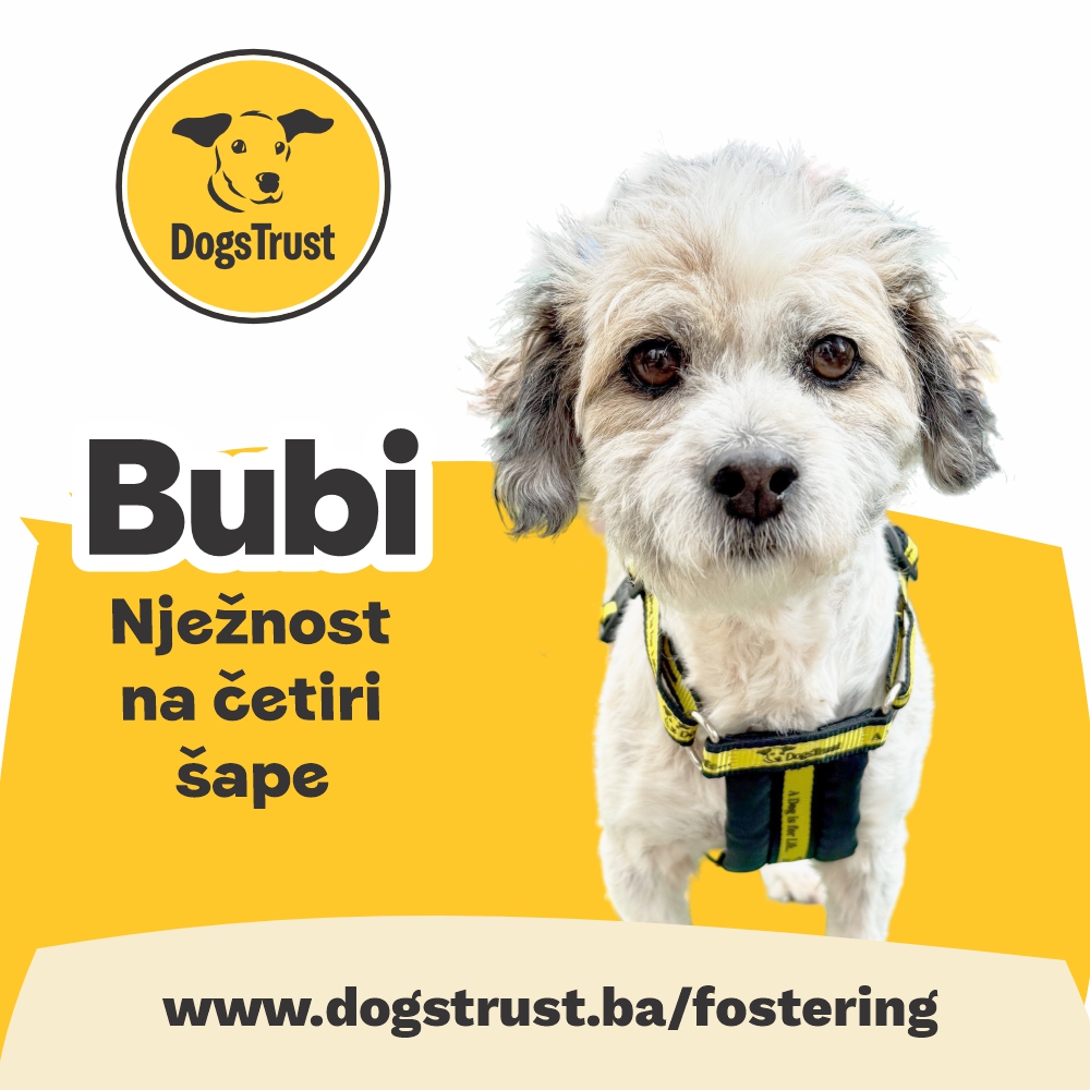 Bubi