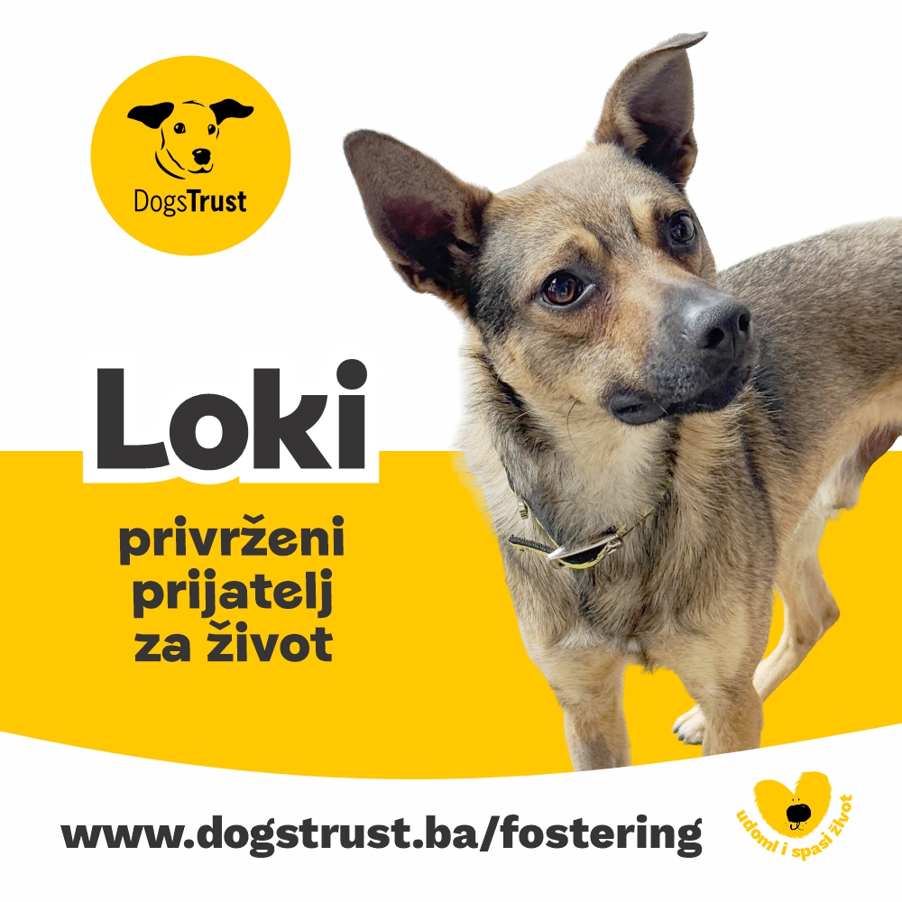 Loki