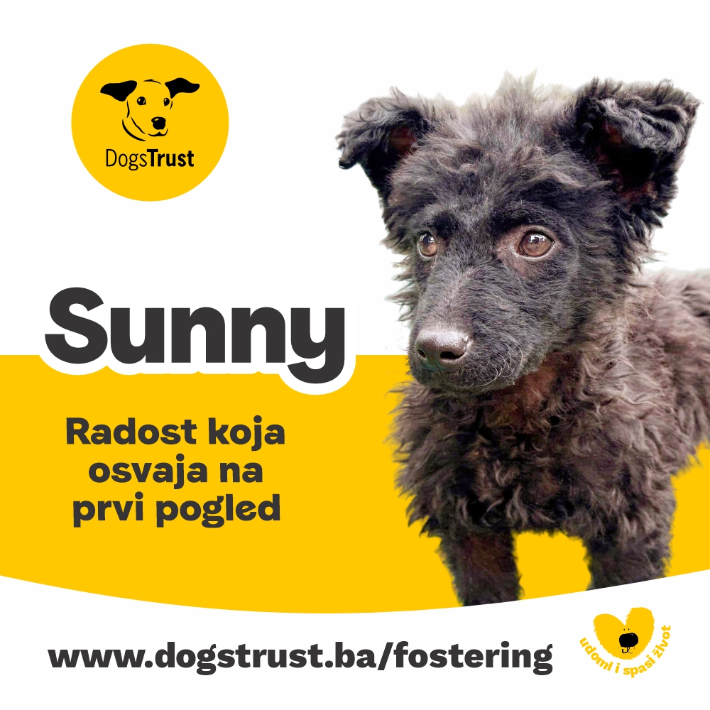 Sunny