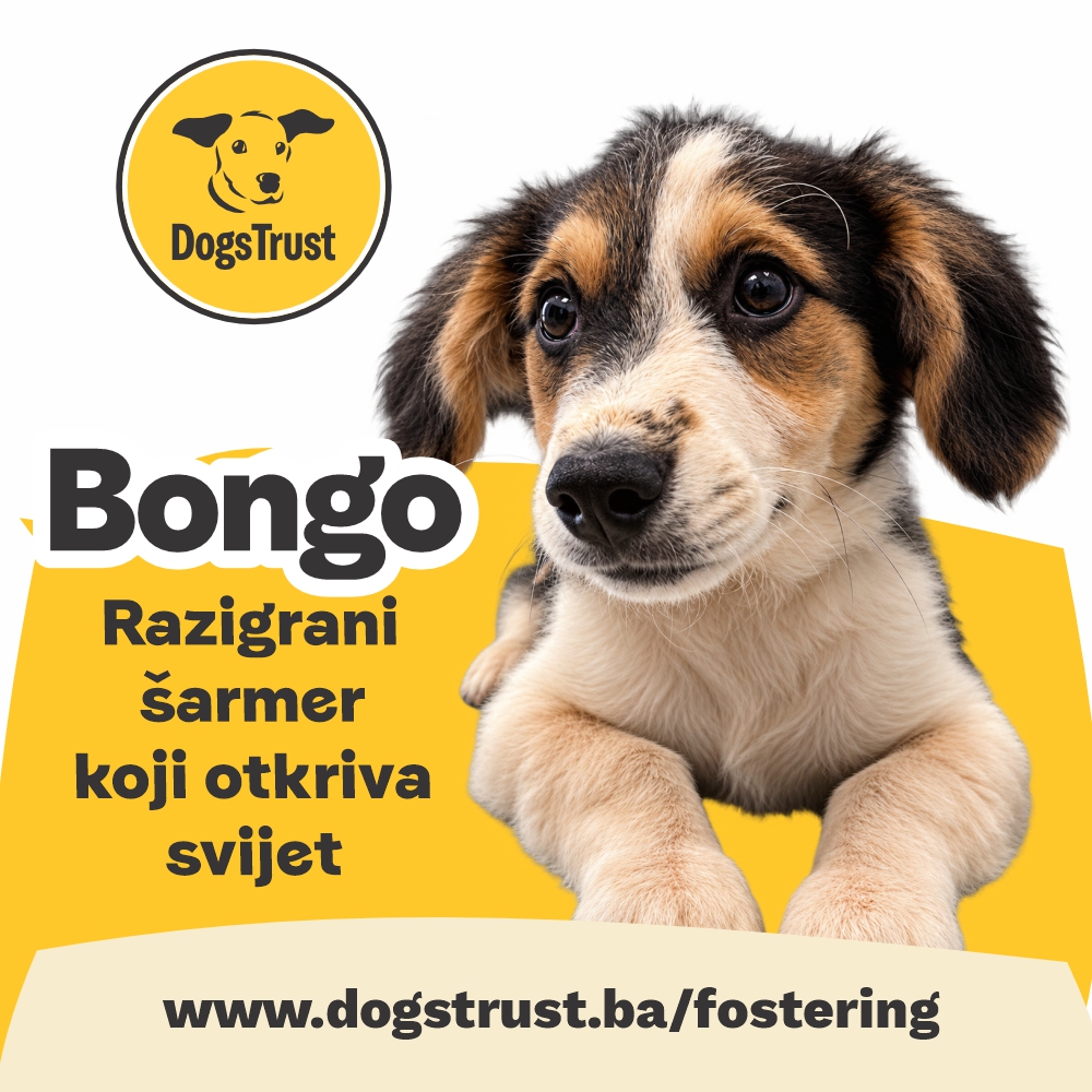 Bongo