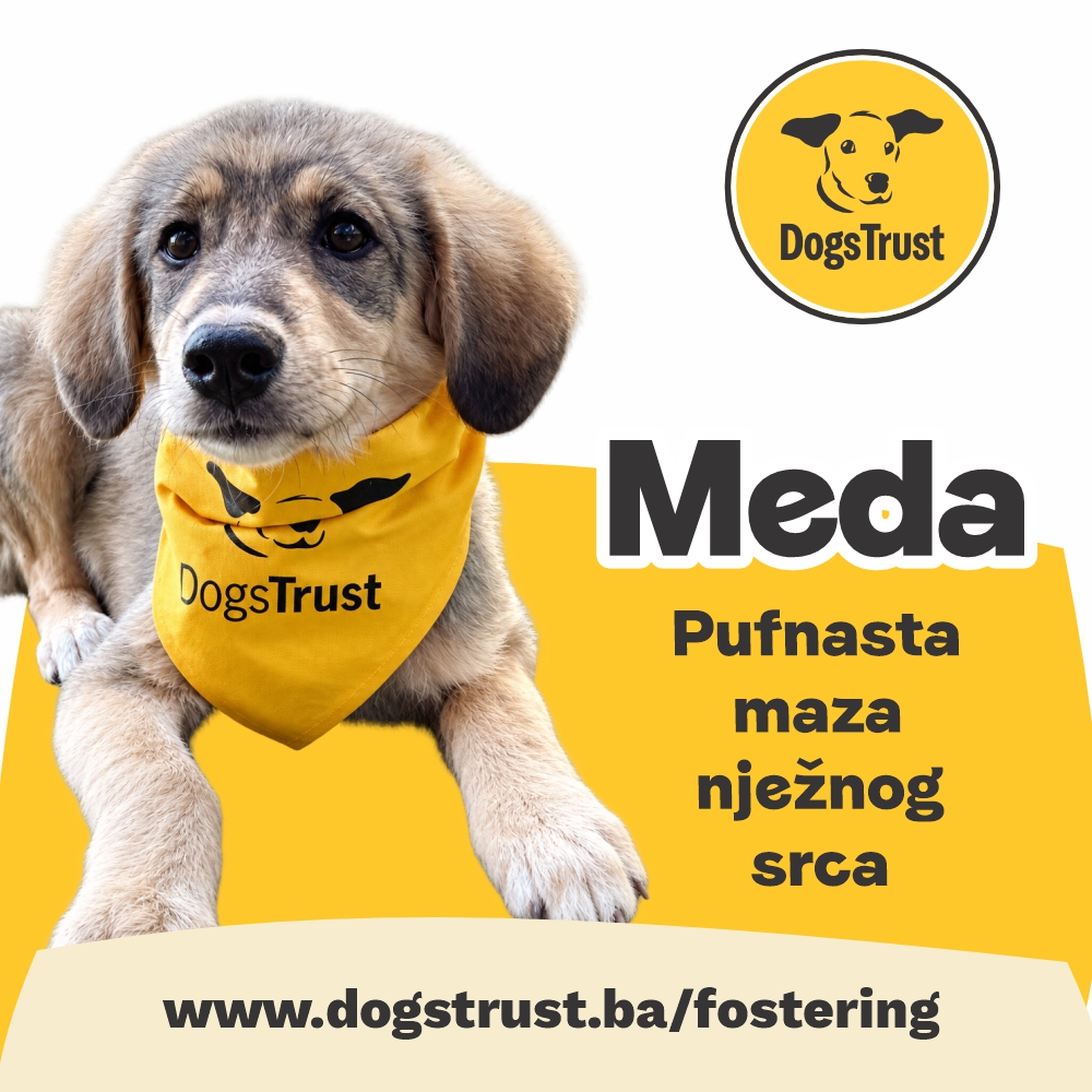 meda