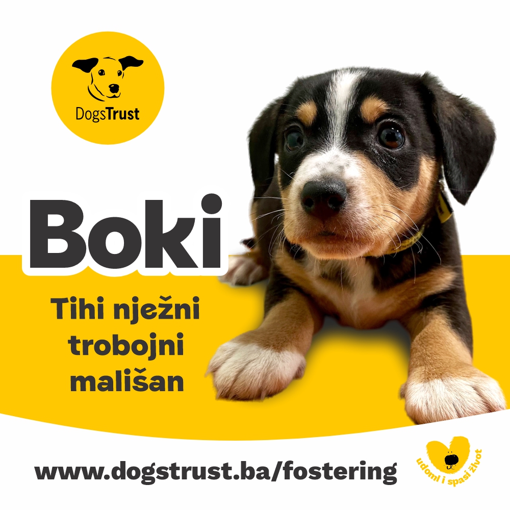 Boki